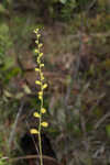 Golden colicroot
